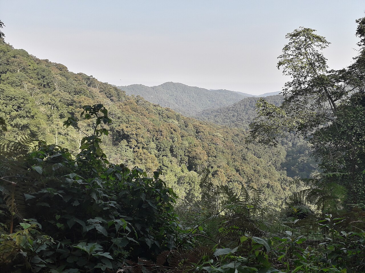 Mist and layered green hills in Bwindi Impenetrable National Park, Uganda