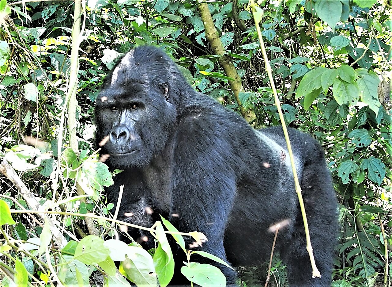 A silverback mountain gorilla among the greenery of Bwindi
